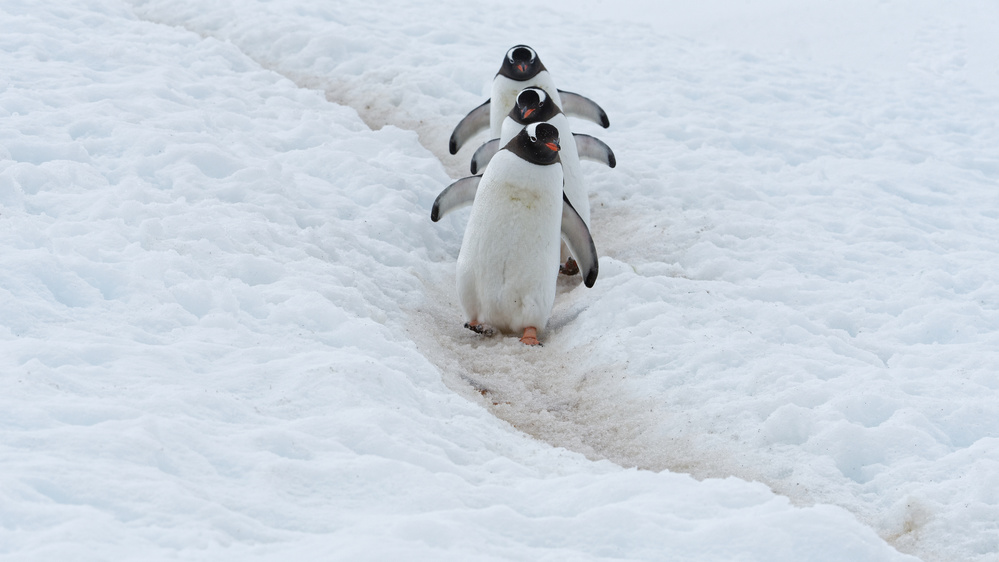 Penguin Highway von Kahi