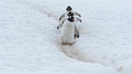 Penguin Highway