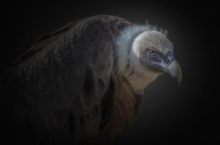 vulture