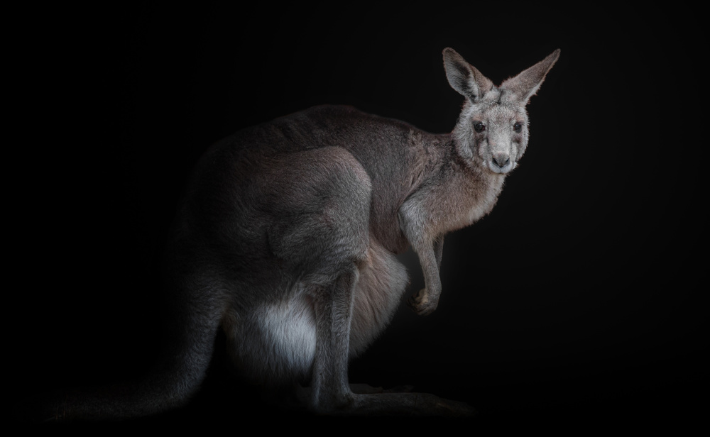 kangaroo von KaMerA