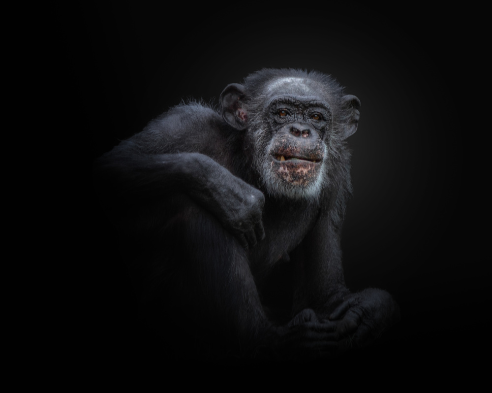 chimpanzee von KaMerA