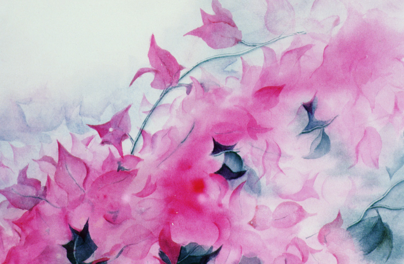 Bougainvillia von Karen  Armitage