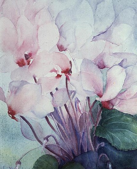 Pink Cyclamen, Victoria  von Karen  Armitage