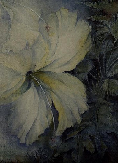 White Hibiscus and Anguilla  von Karen  Armitage