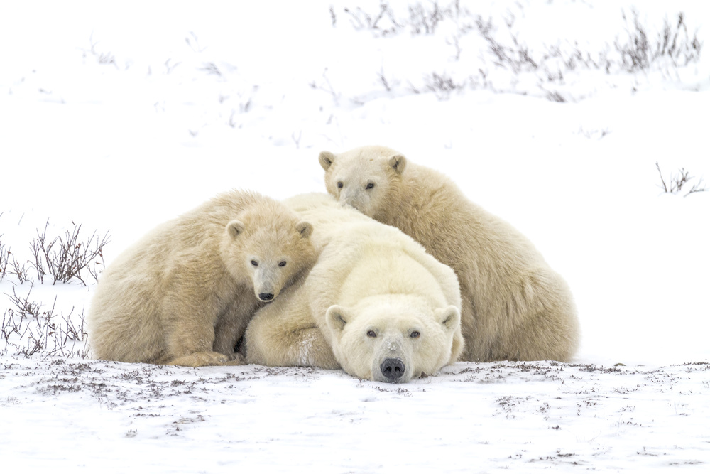 Family Portrait Snowing 8455 von Karen Celella