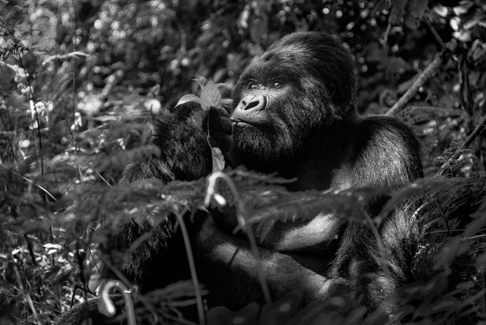 Kwitonda Silverback 2 von Karen Lunney