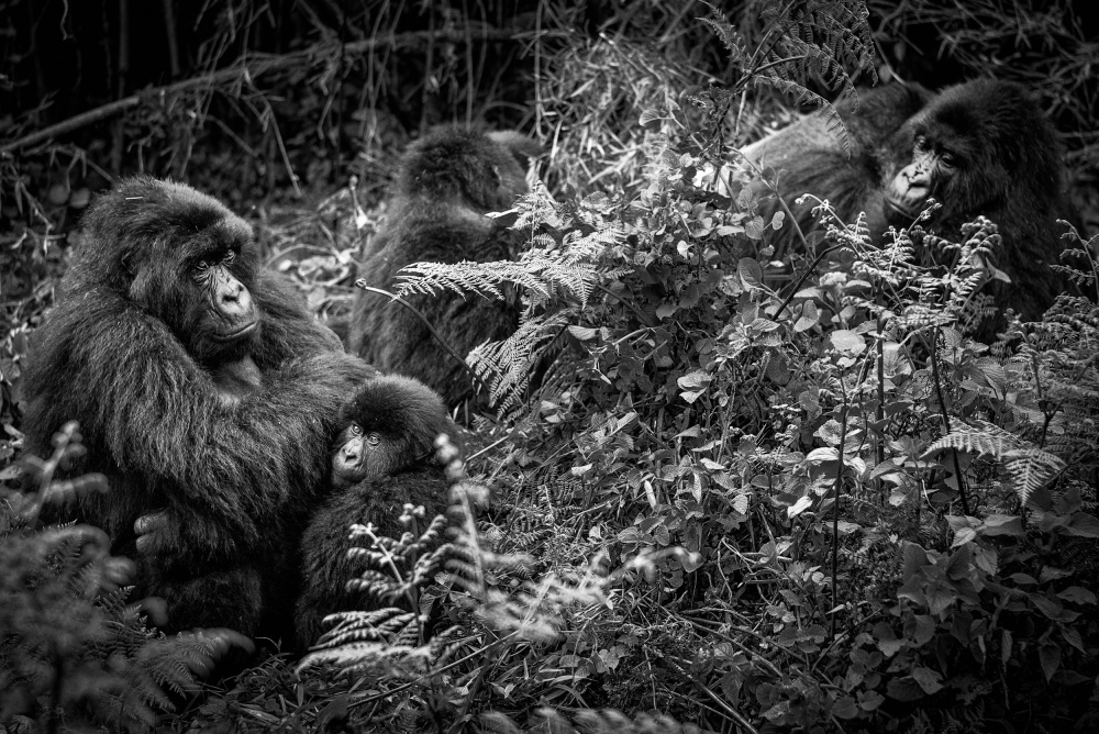 Susa Family Portrait von Karen Lunney