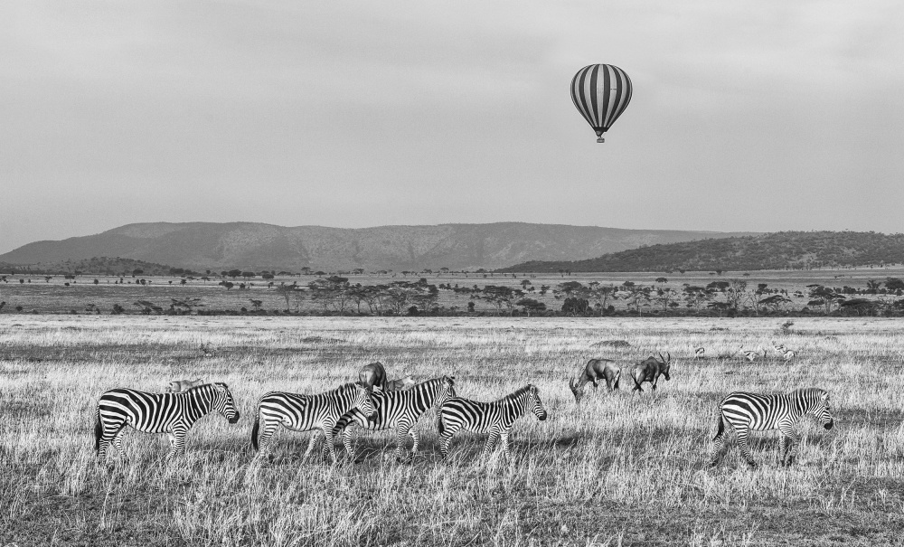 Tanzanian zebra von Karen Lunney