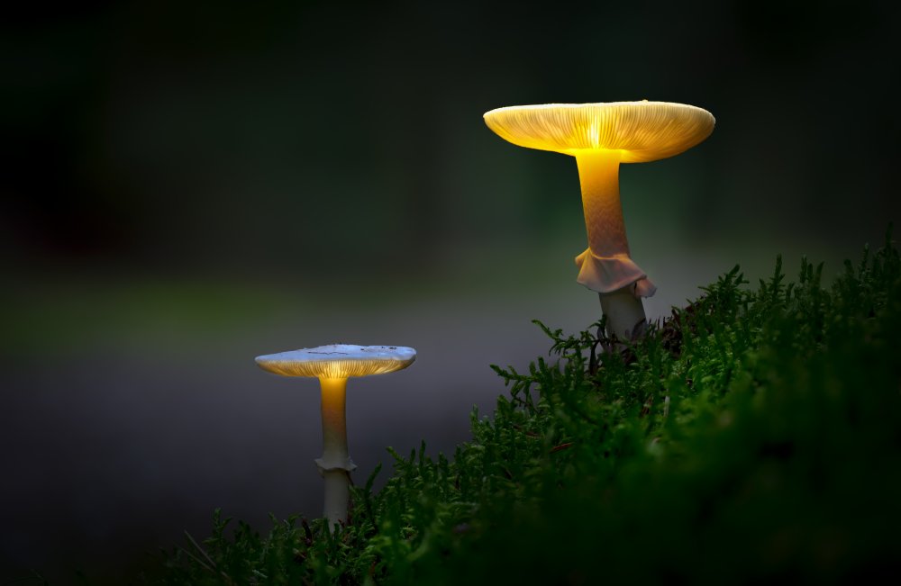 The mushrooms of the forest 03 von Karim Qubadi