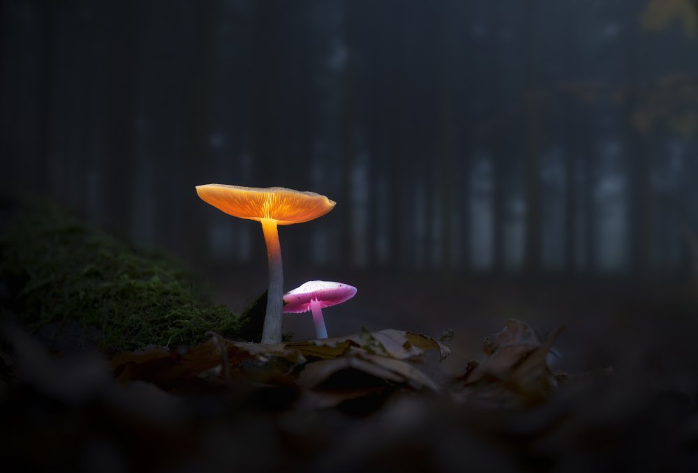 The mushrooms of the forest 05 von Karim Qubadi