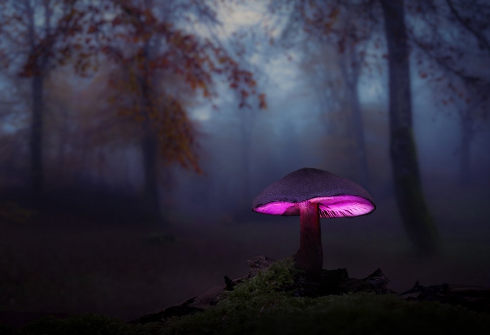 The mushrooms of the forest 06 von Karim Qubadi