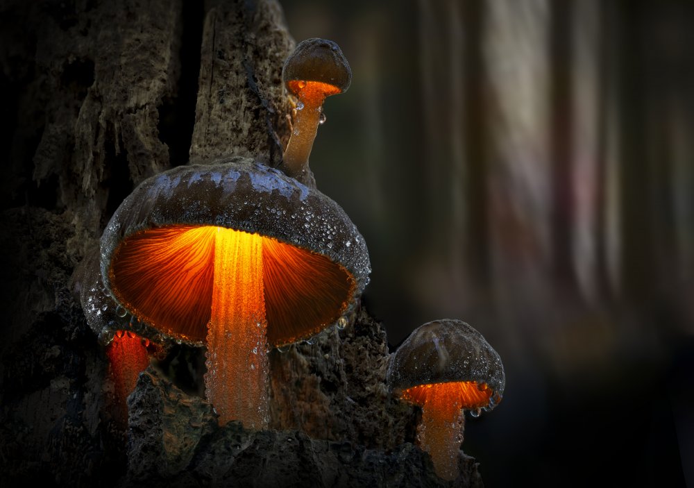 Beautiful mushrooms on an old rotten tree von Karim Qubadi