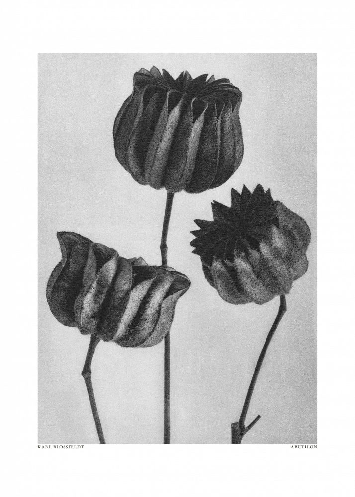 Abutilon (Lime Mallow von Karl Blossfeldt