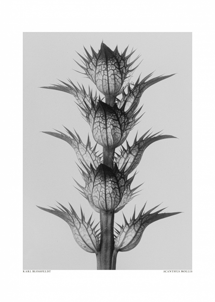 Acanthus mollis von Karl Blossfeldt