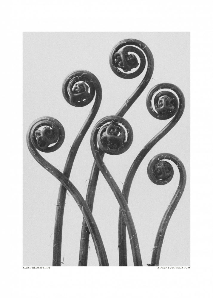 Adiantum pedatum von Karl Blossfeldt