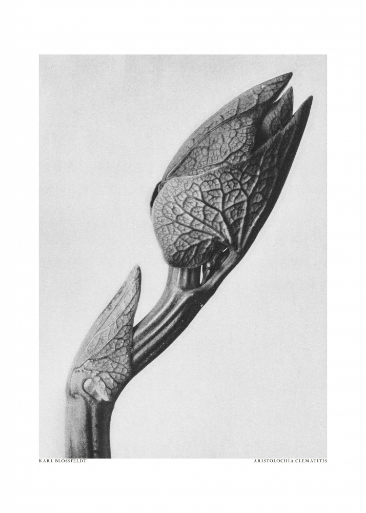 Aristolochia clematitis von Karl Blossfeldt