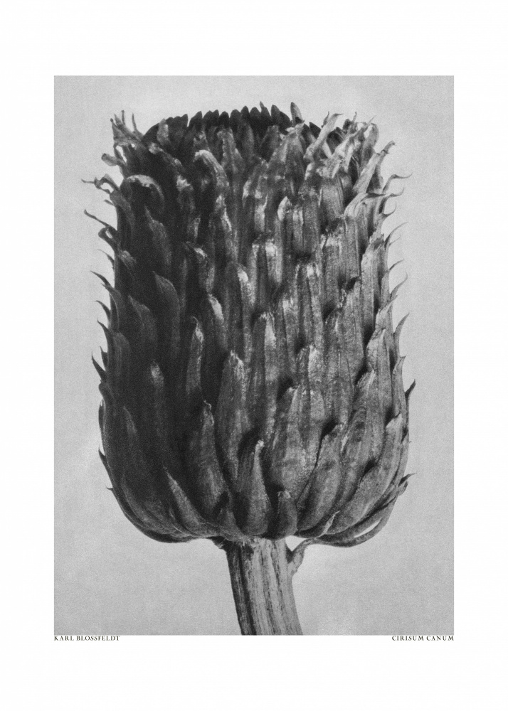 Cirsium Canum (Thistle) von Karl Blossfeldt