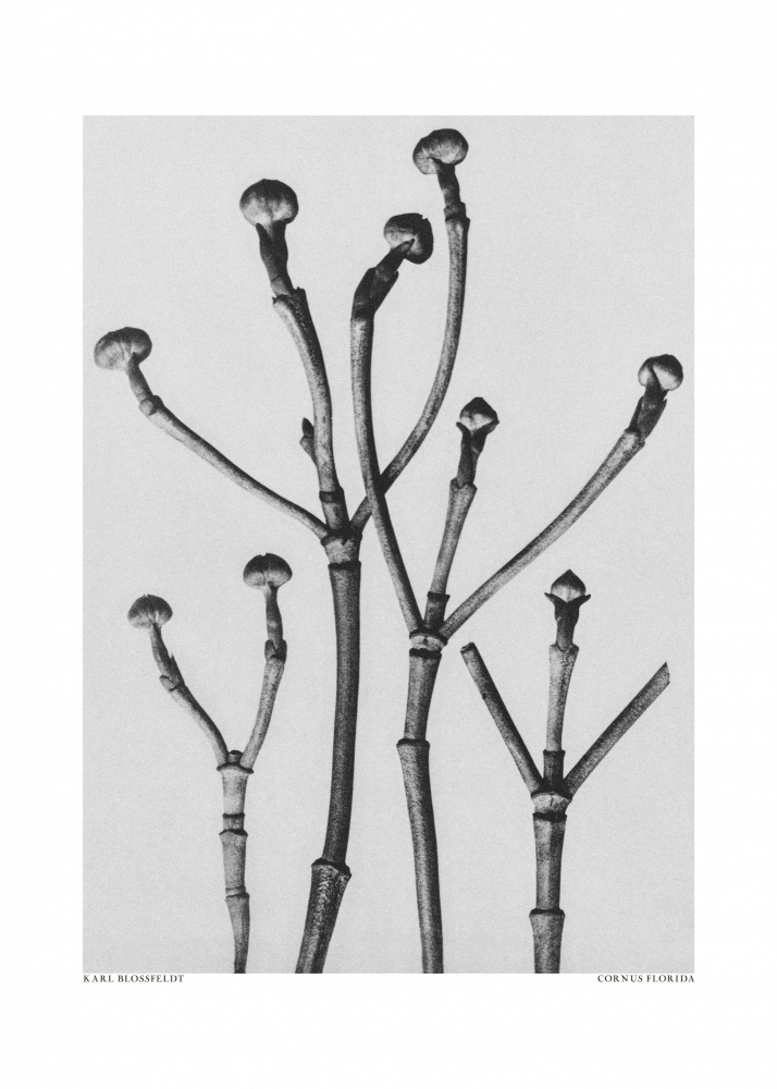 Cornus Florida von Karl Blossfeldt