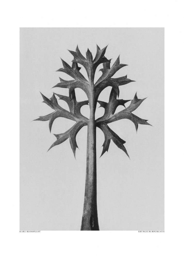 Eryngium Bourgatii von Karl Blossfeldt