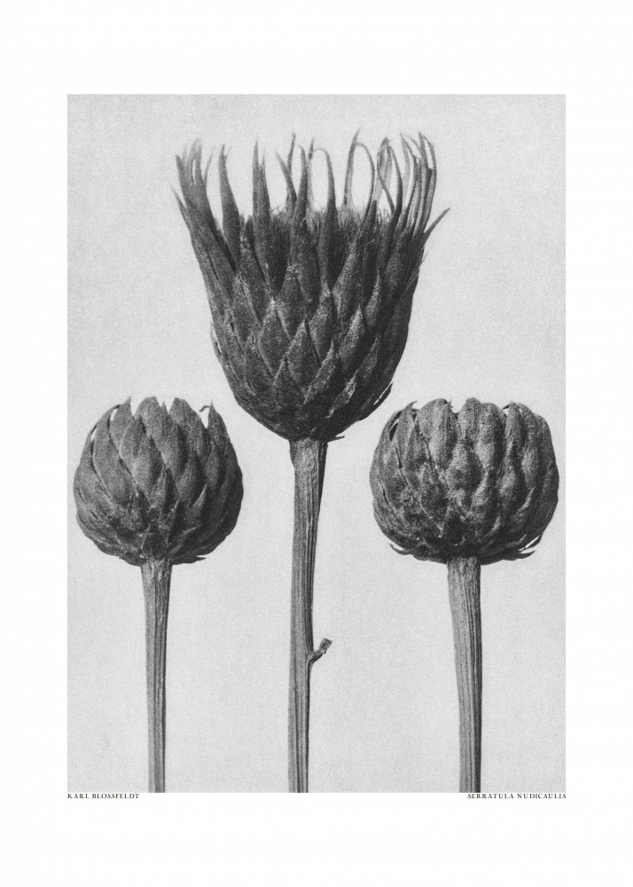 Serratula Nudicaulis von Karl Blossfeldt