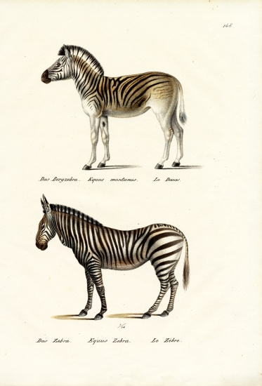 Mountain Zebra von Karl Joseph Brodtmann