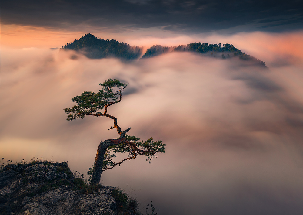 Bonsai von Karol Nienartowicz