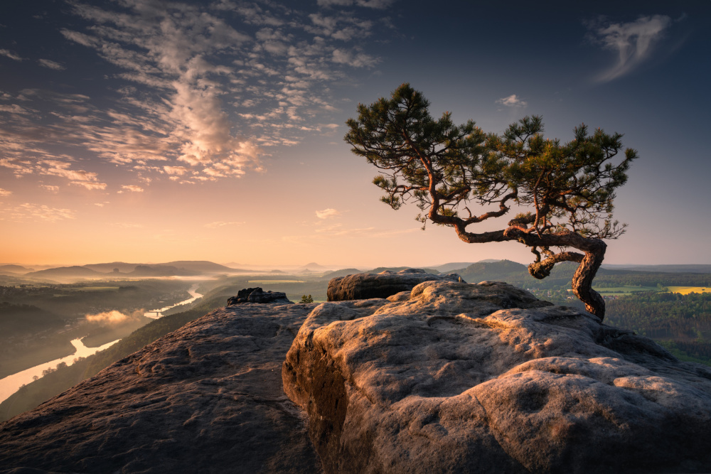 Bonsai Tree von Karol Nienartowicz