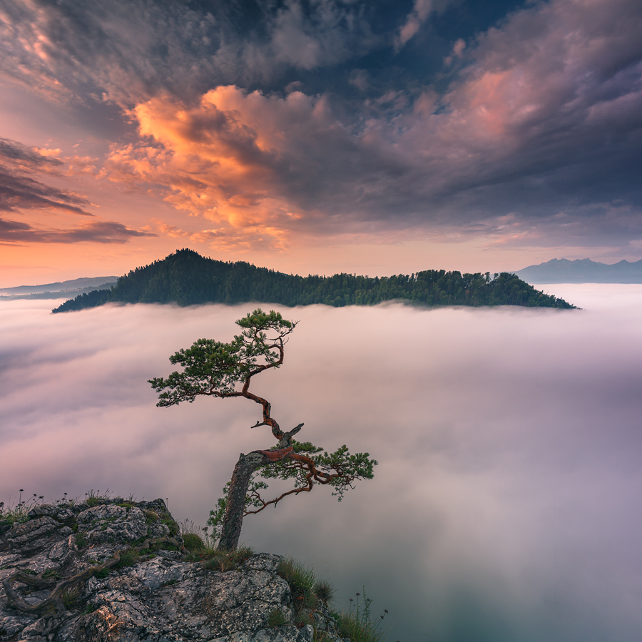 Bonsai VI von Karol Nienartowicz