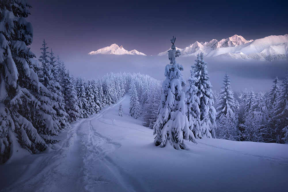 In the Winter von Karol Nienartowicz