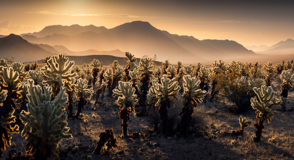 Joshua Tree NP von Karol Nienartowicz