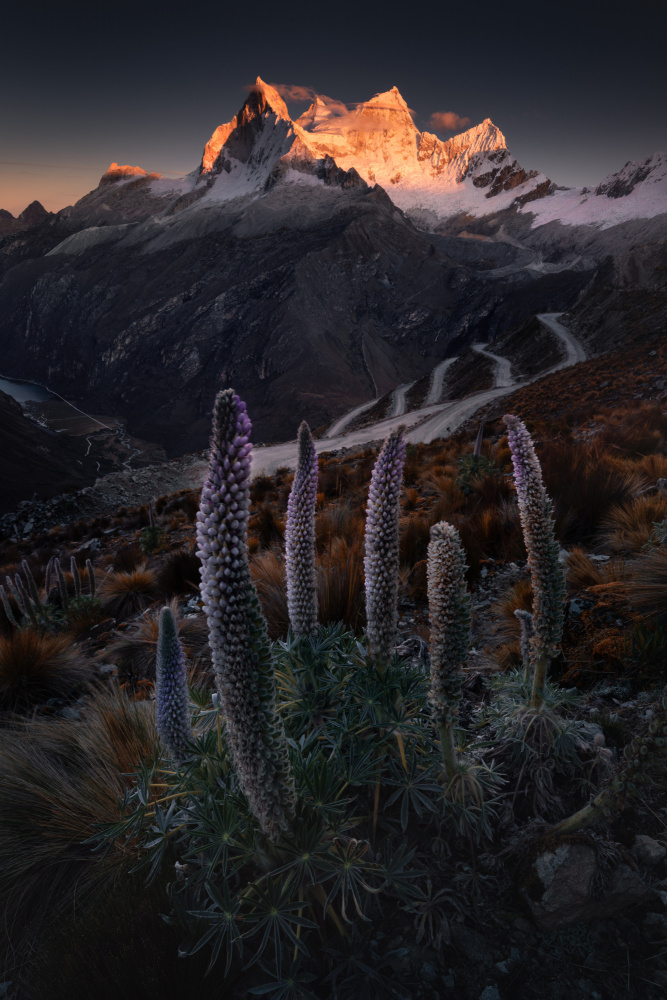 Lupin Towers von Karol Nienartowicz