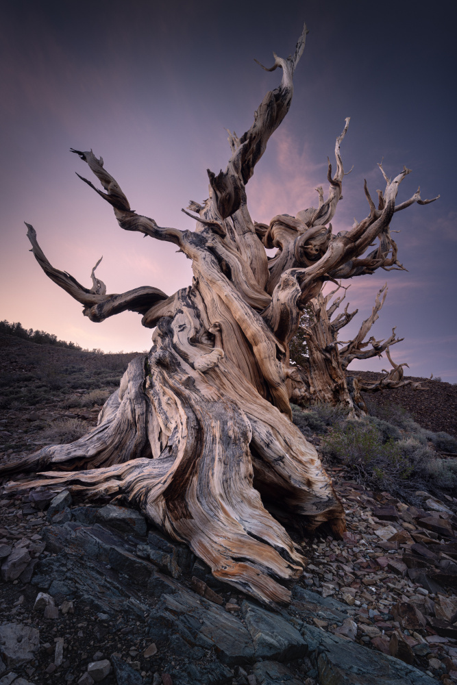 Methuselem Tree von Karol Nienartowicz