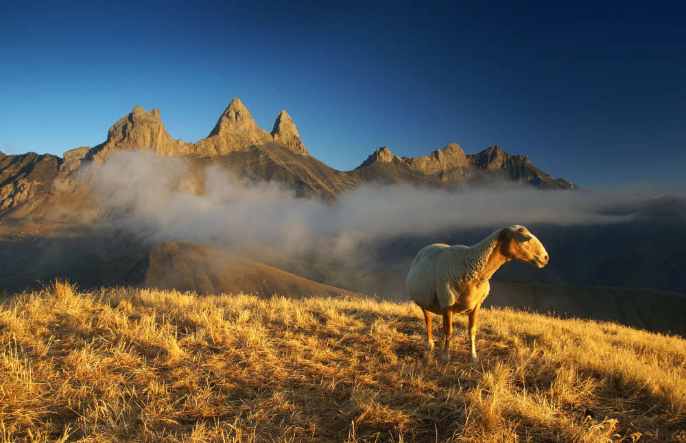 Injured sheep von Karol Nienartowicz