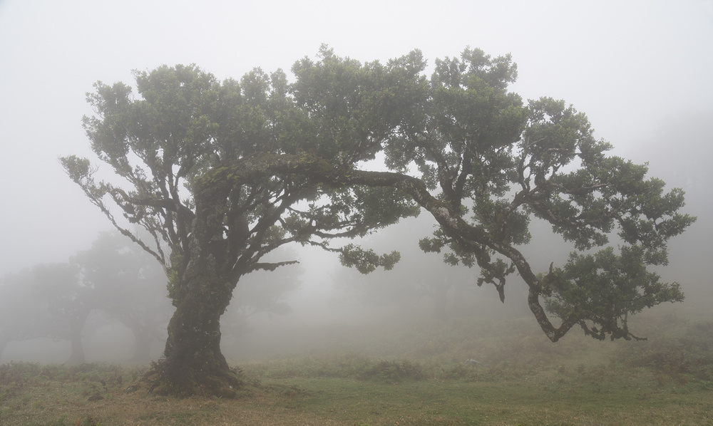 Tree in the mist von Karsten Wrobel