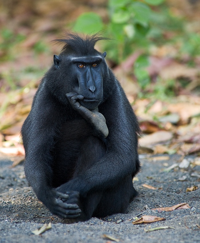 The Thinker von Karsten Wrobel