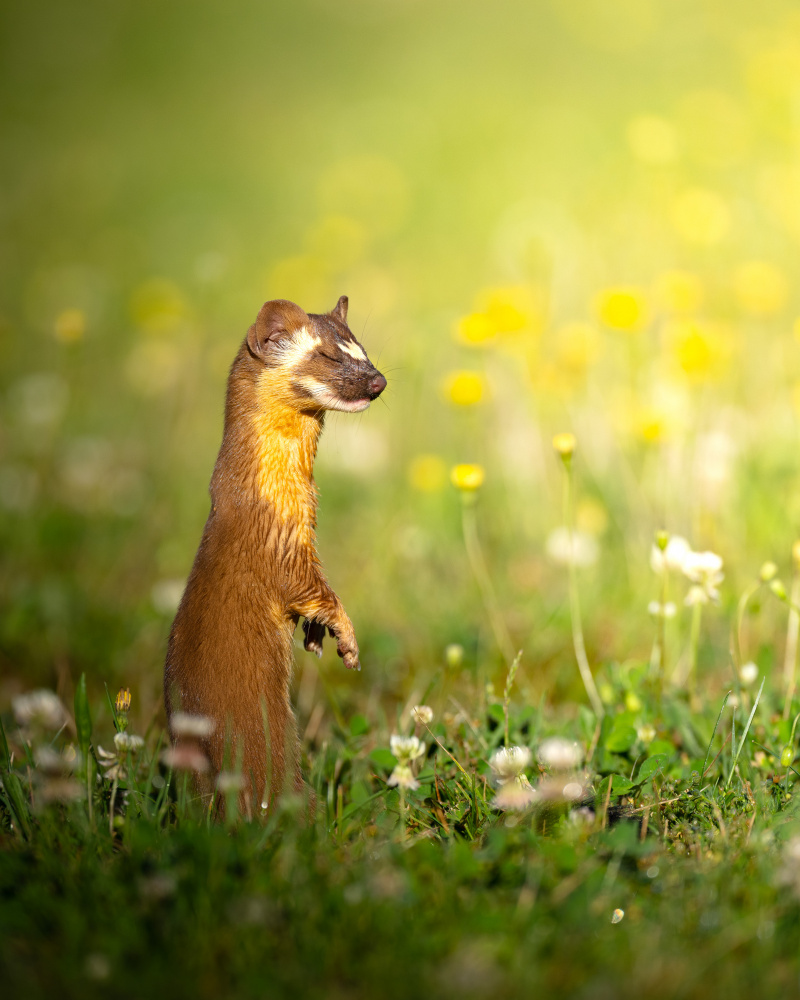 The elusive long tailed weasel with eyes closed von Karthik