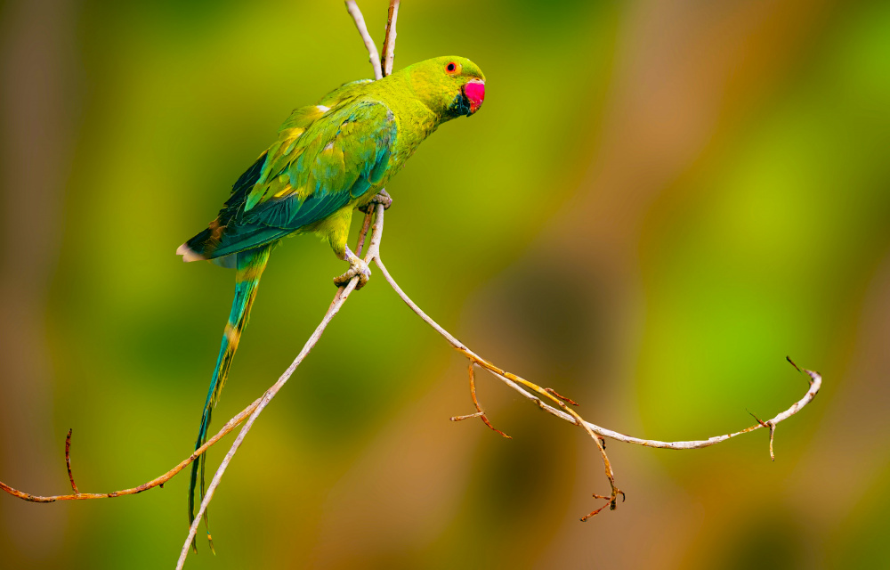 Parrot von Kashif Hameed