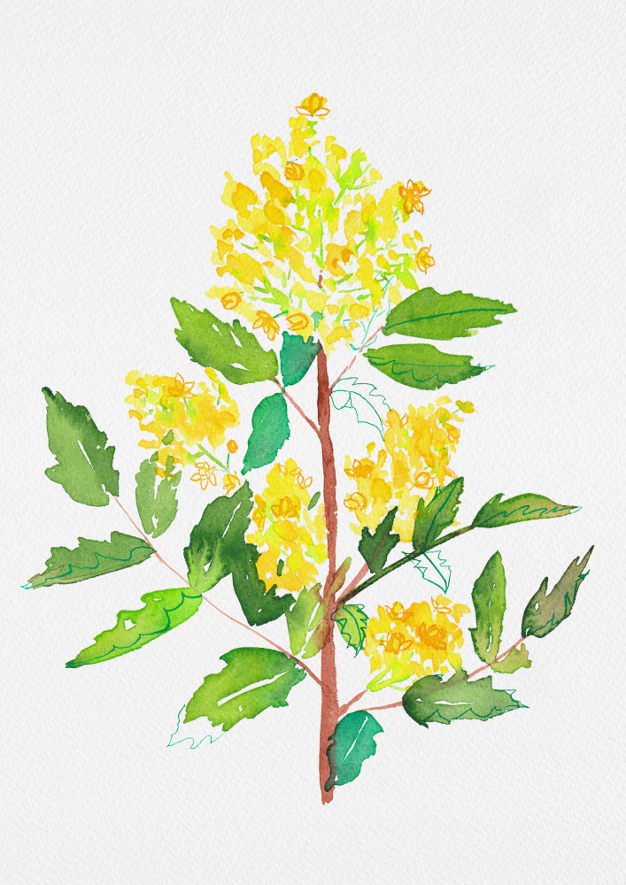 Oregon grape or Mahonia aquifolium botanical painting von Kata Botanical