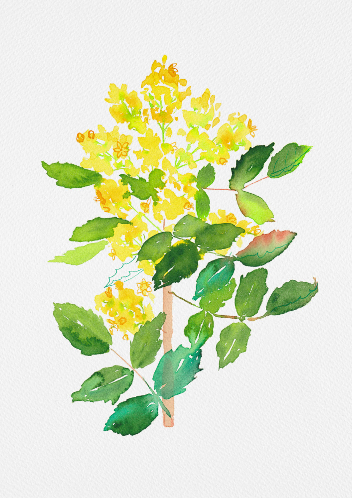 Oregon grape or Mahonia aquifolium botanical painting von Kata Botanical