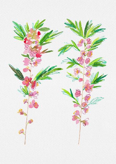 Dwarf Russian almond or Prunus tenella botanical painting