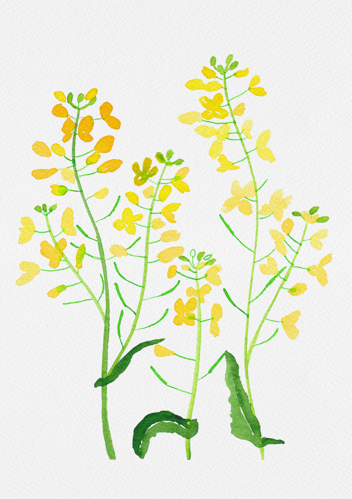 Rapeseed or Brassica napus botanical painting von Kata Botanical