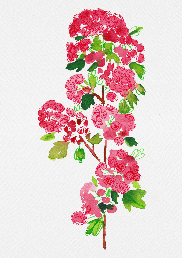 Crataegus laevigata Pauls Scarlet botanical painting von Kata Botanical