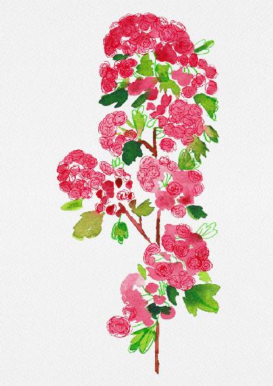 Crataegus laevigata Pauls Scarlet botanical painting