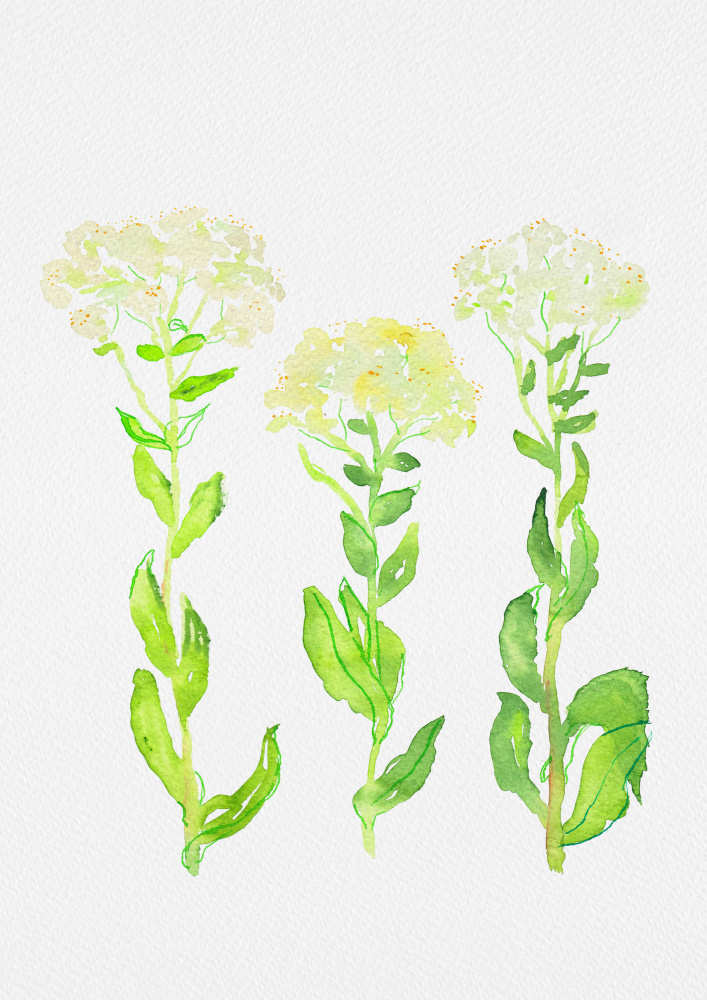 Hoary cress or Lepidium draba botanical painting von Kata Botanical