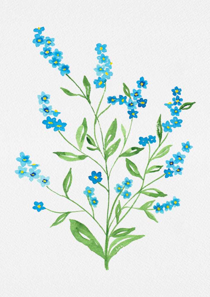 Wood forget-me-not or Myosotis sylvatica botanical painting von Kata Botanical