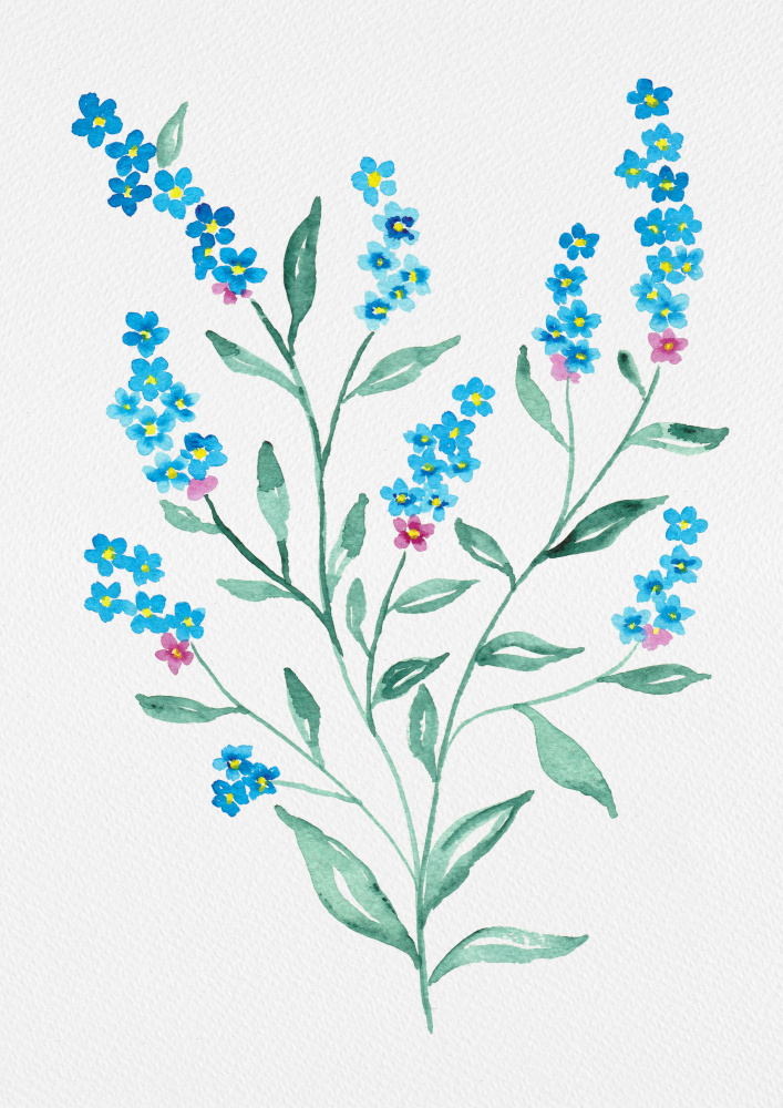 Wood forget-me-not or Myosotis sylvatica botanical painting von Kata Botanical