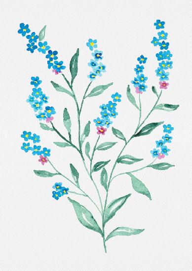 Wood forget-me-not or Myosotis sylvatica botanical painting