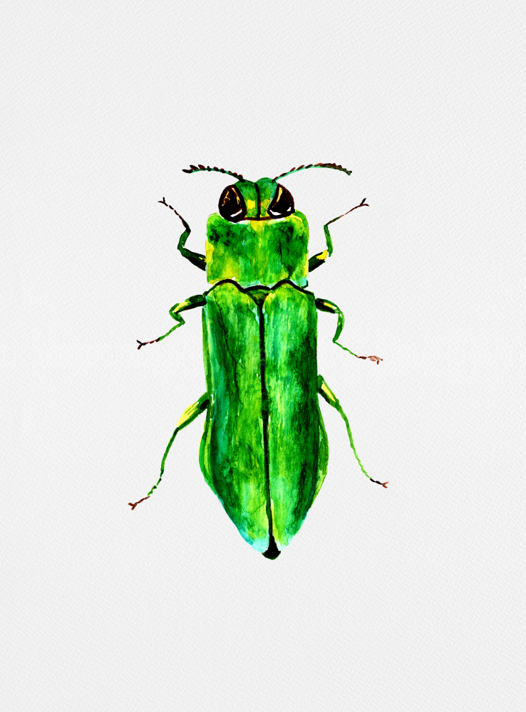 Jewel beetle or Agrilus angustulus von Kata Botanical