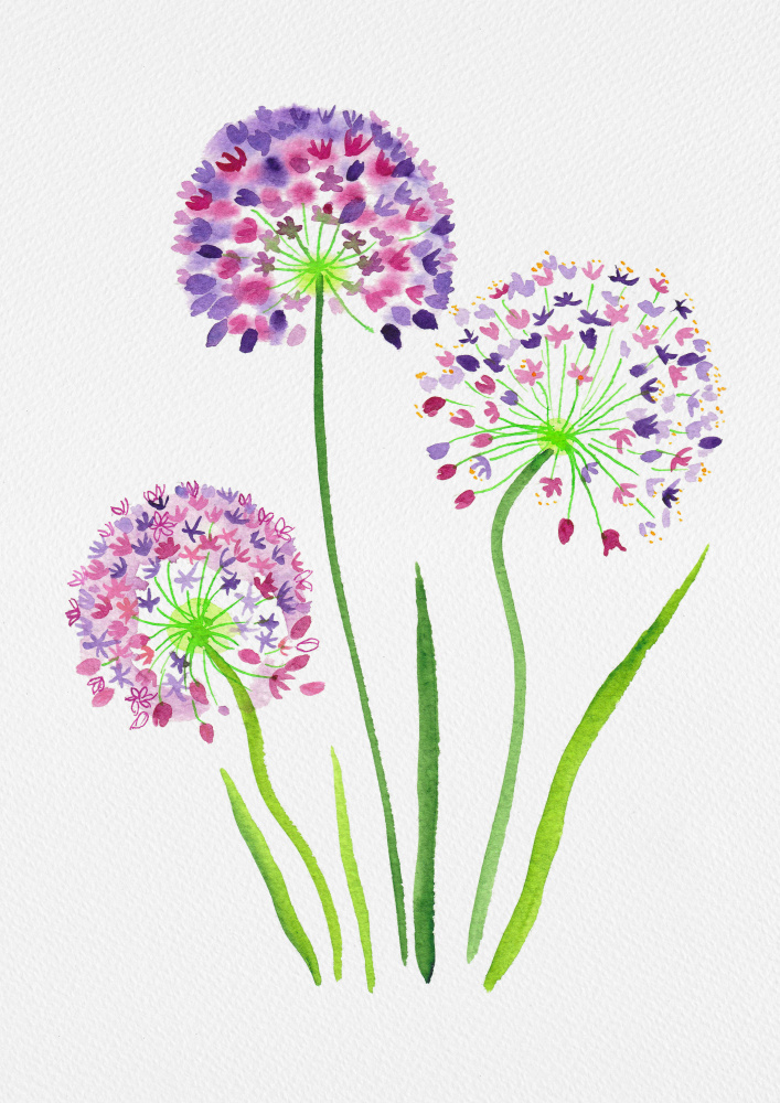 Giant onion or Allium giganteum botanical painting von Kata Botanical