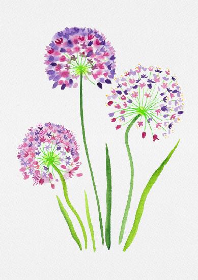 Giant onion or Allium giganteum botanical painting